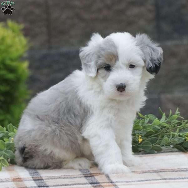 Jenny, Mini Sheepadoodle Puppy